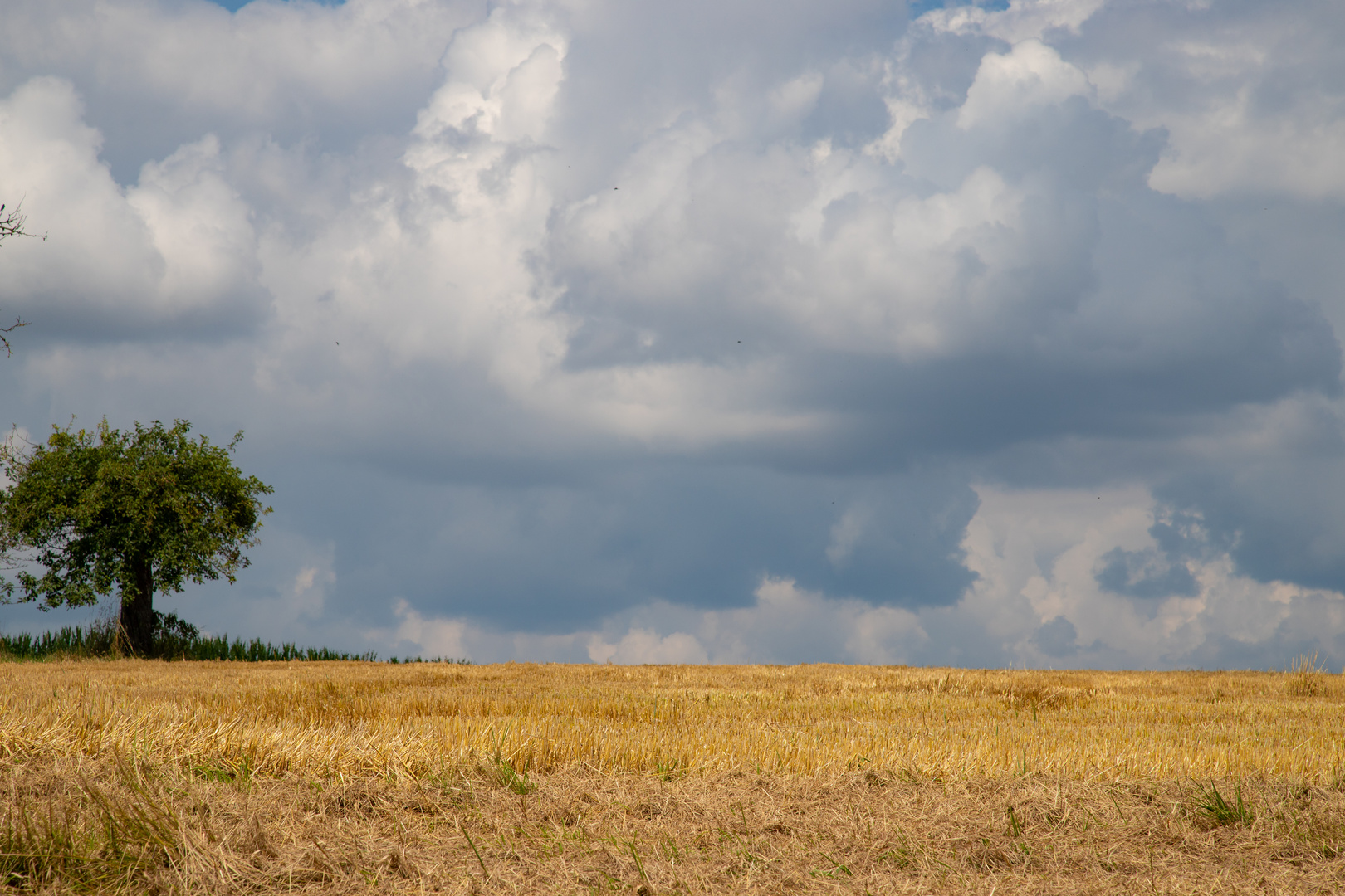 Sommerfeld vor dem Gewitter