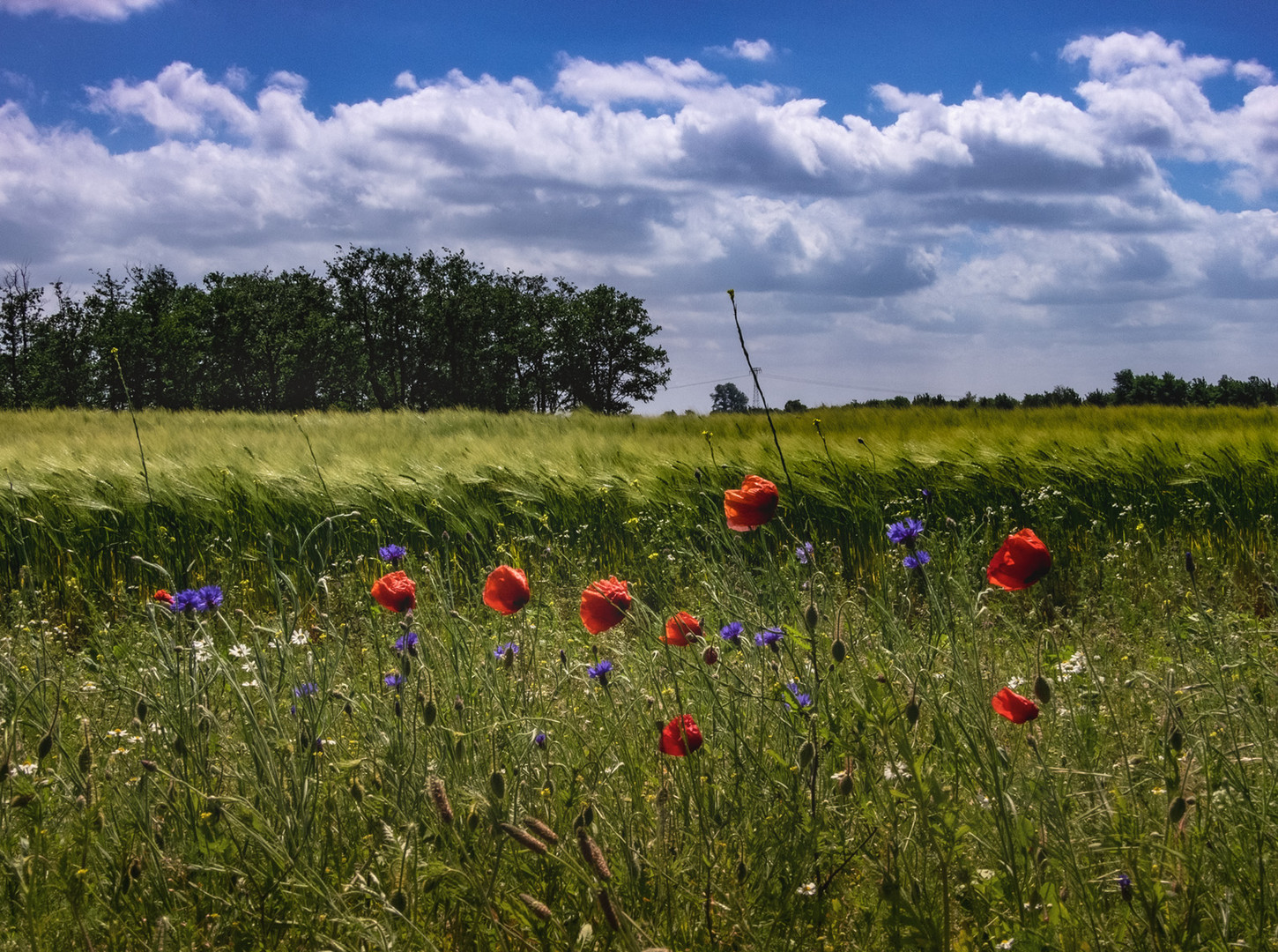 Sommerfeld & Wiesenblumen 