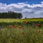 Sommerfeld & Wiesenblumen 