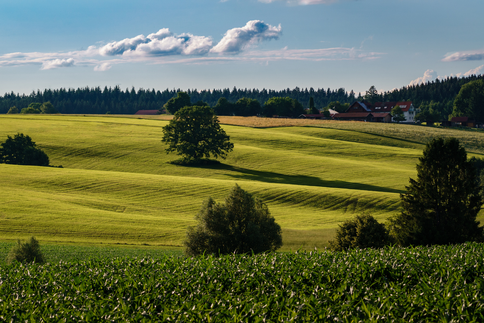 Sommerfelder