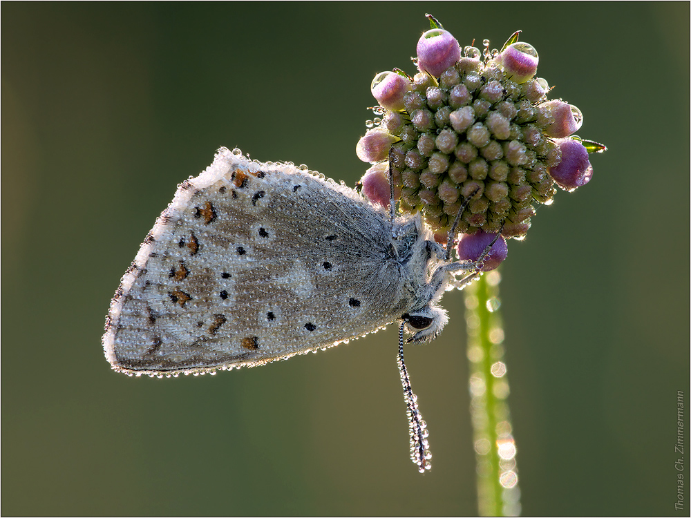 Sommerferein 09