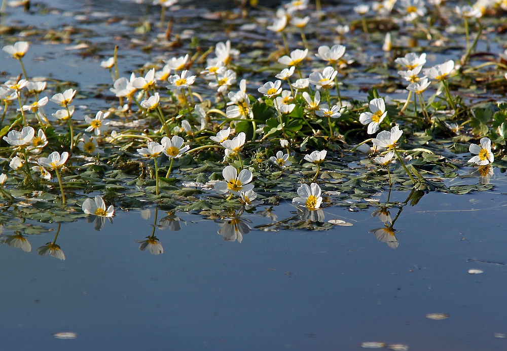 Sommerfest der Wasserblümchen