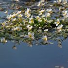 Sommerfest der Wasserblümchen