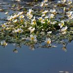 Sommerfest der Wasserblümchen