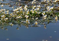 Sommerfest der Wasserblümchen