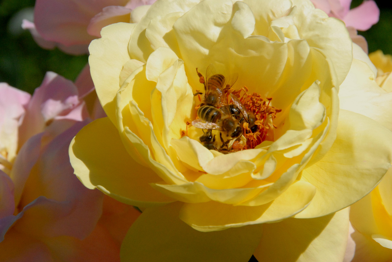 Sommerfest in Bienenhausen