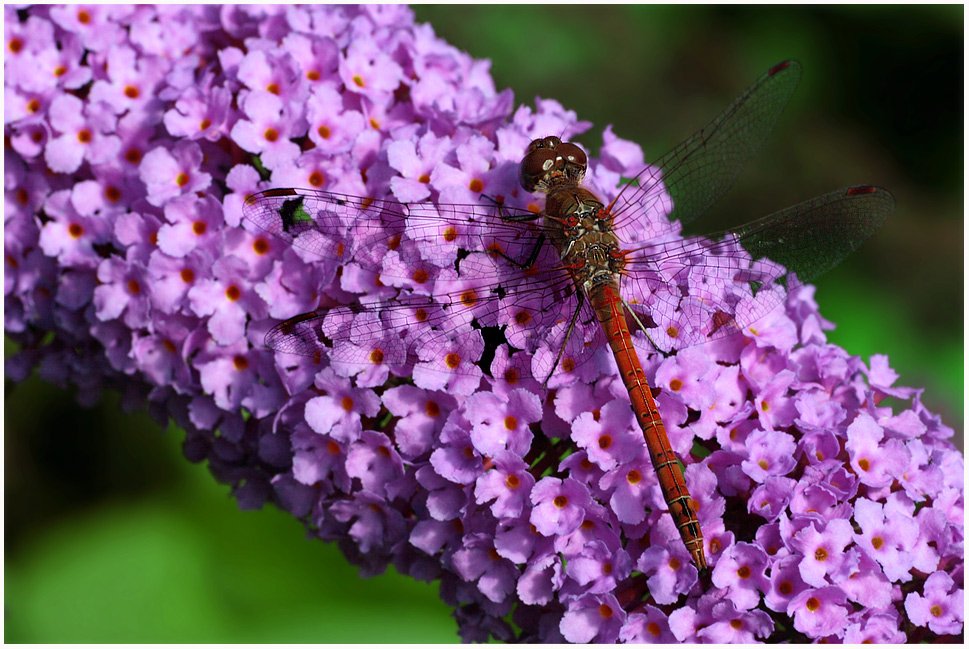 Sommerfliebelle