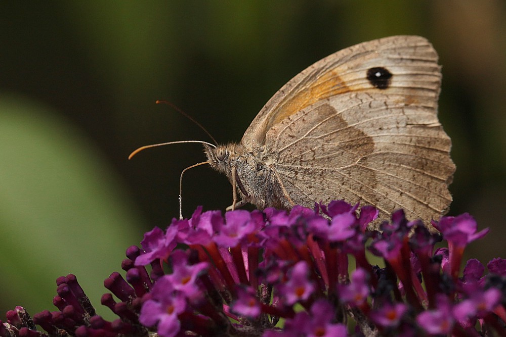 Sommerflieder