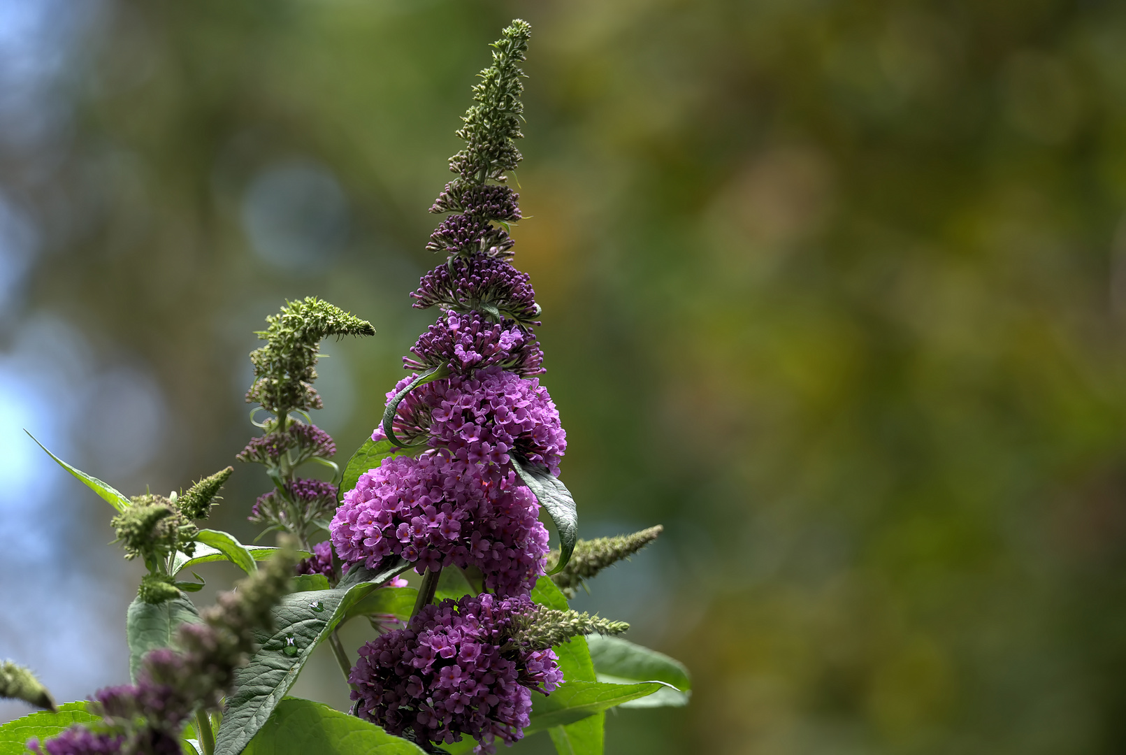 Sommerflieder