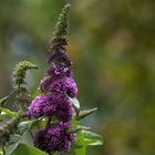Sommerflieder