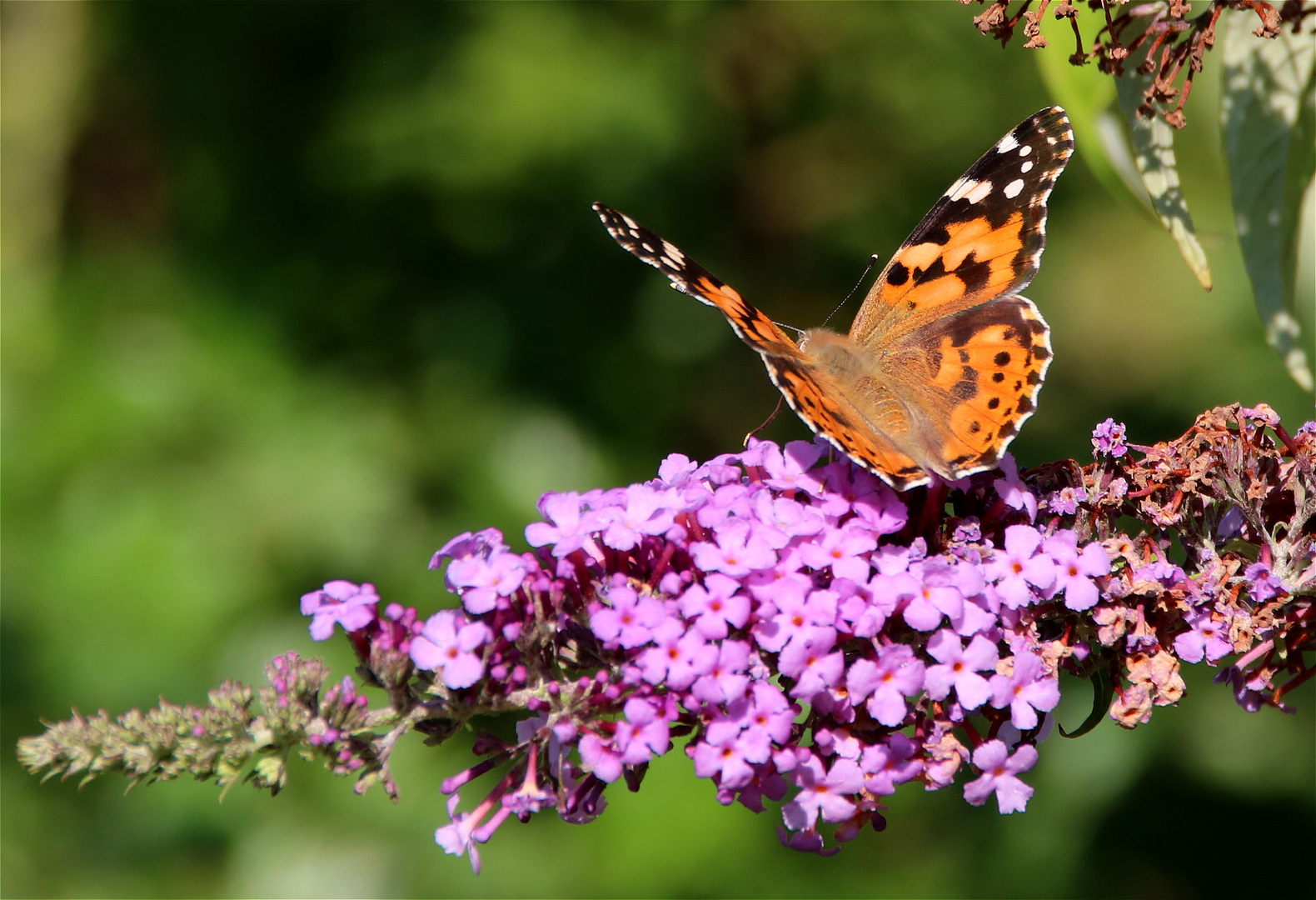 ° Sommerflieder °