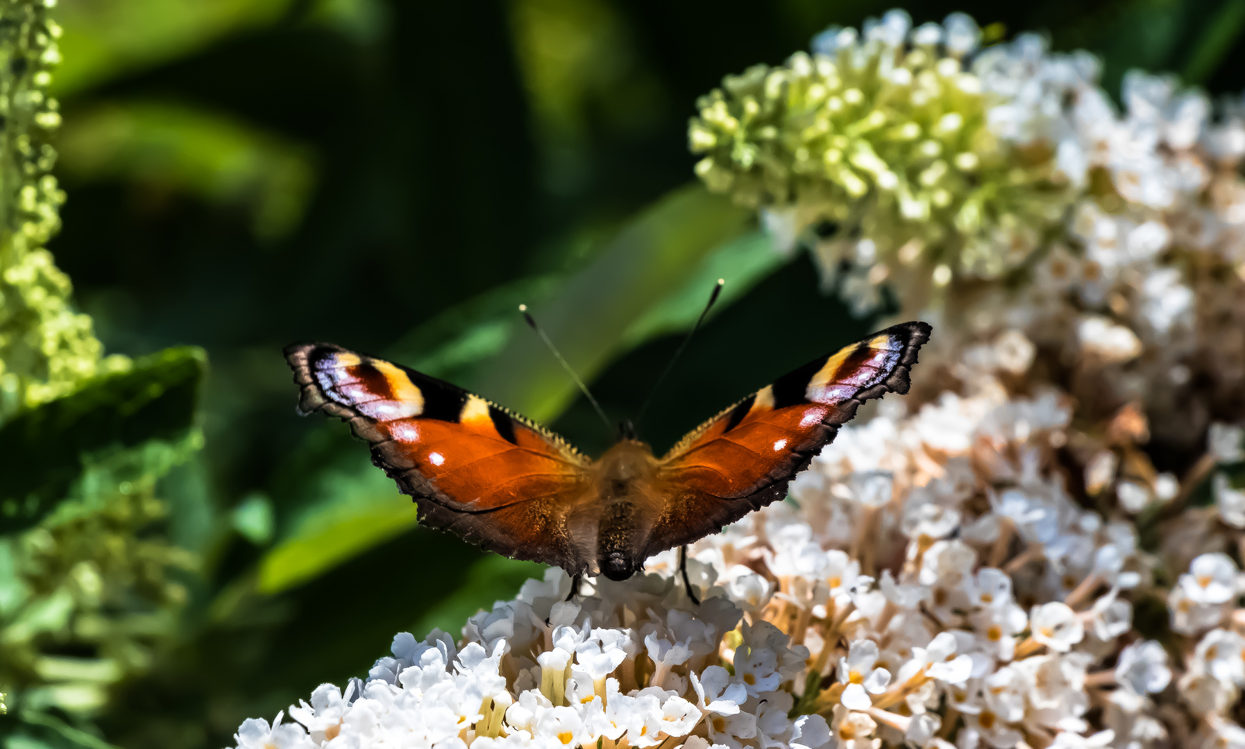 Sommerflieder