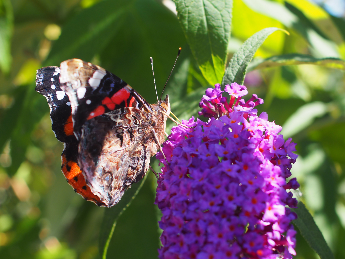 Sommerflieder