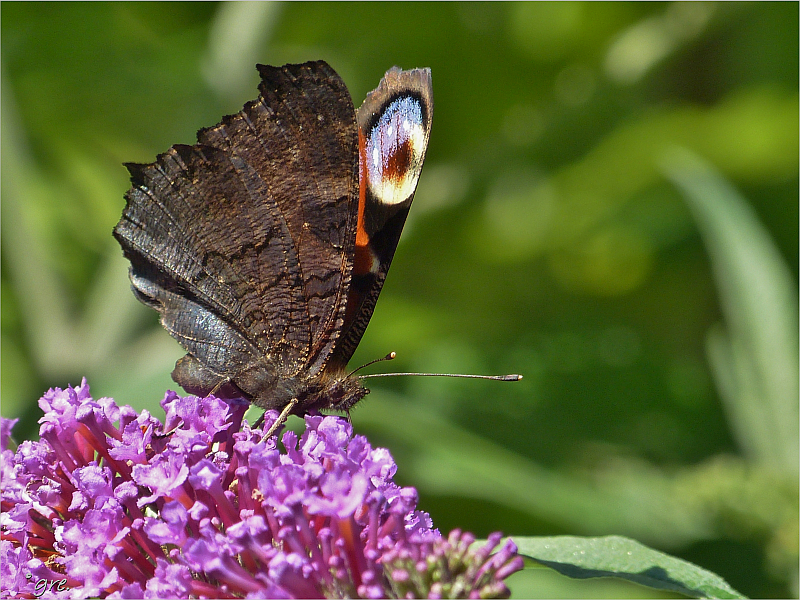 Sommerflieder