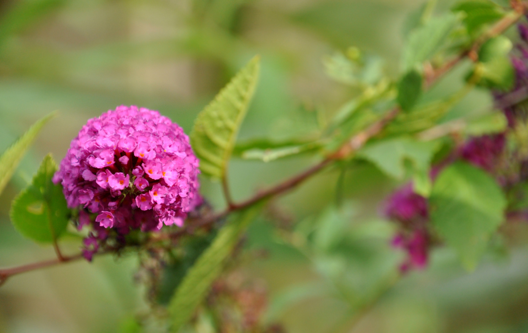 Sommerflieder 