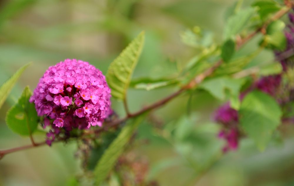 Sommerflieder 