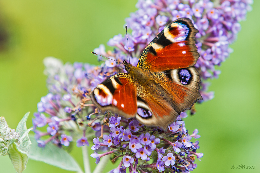 Sommerflieder