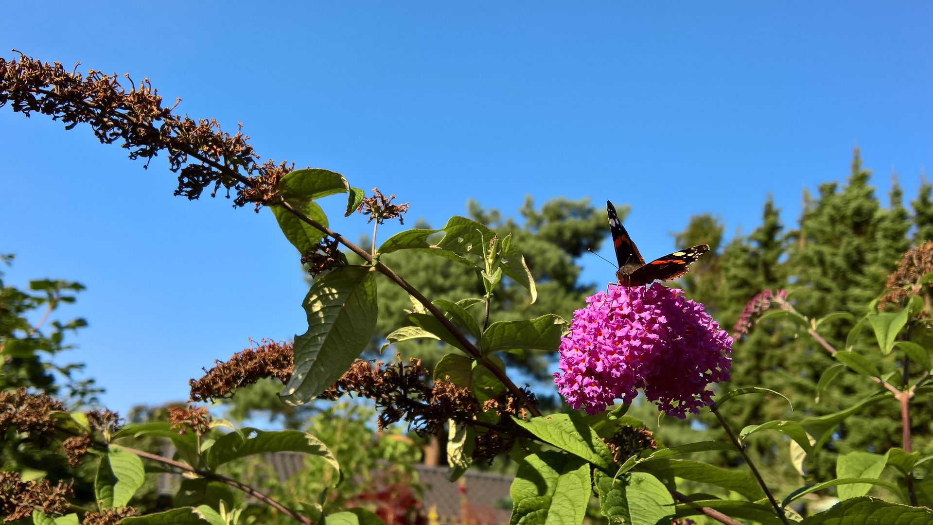 Sommerflieder