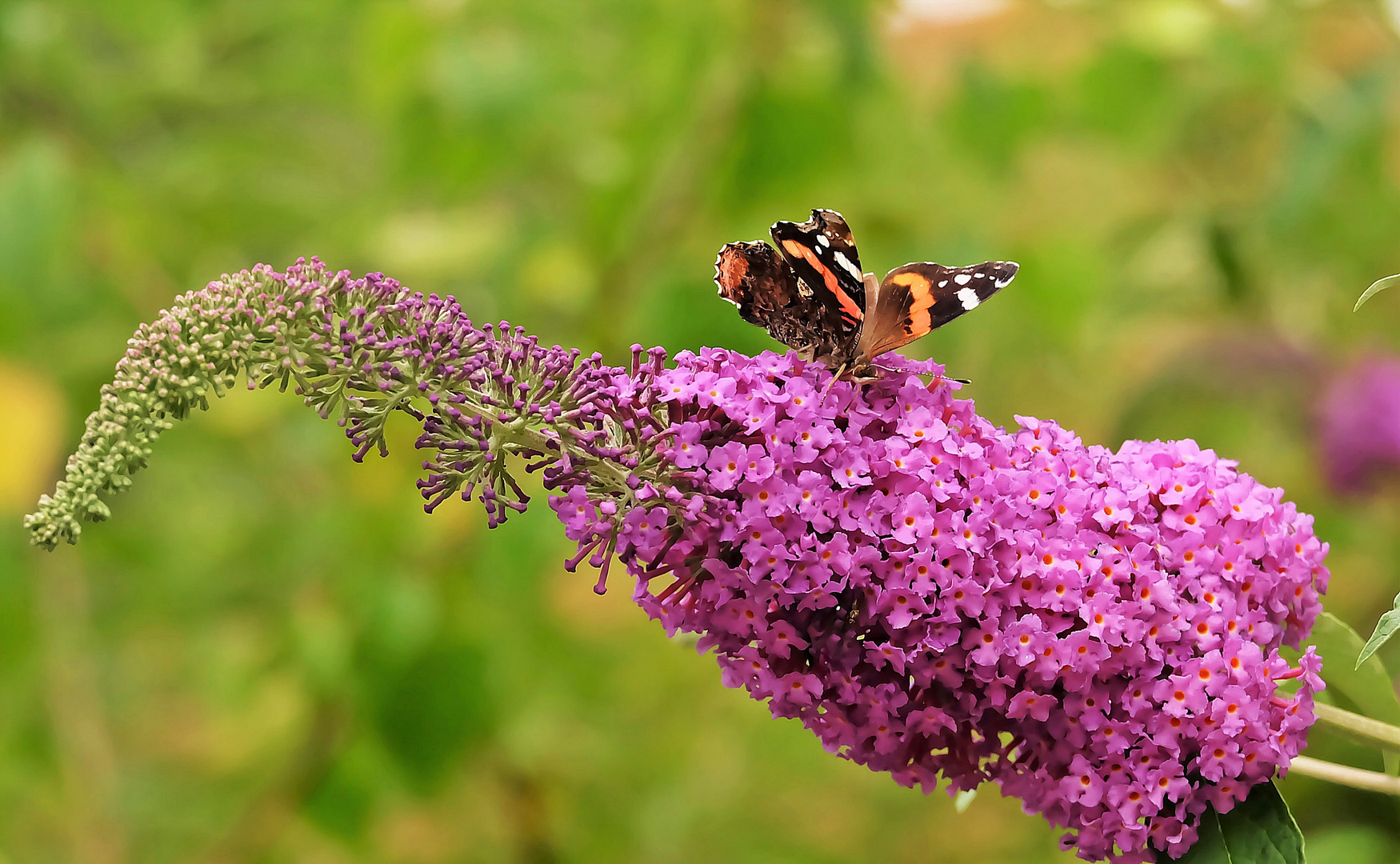 Sommerflieder