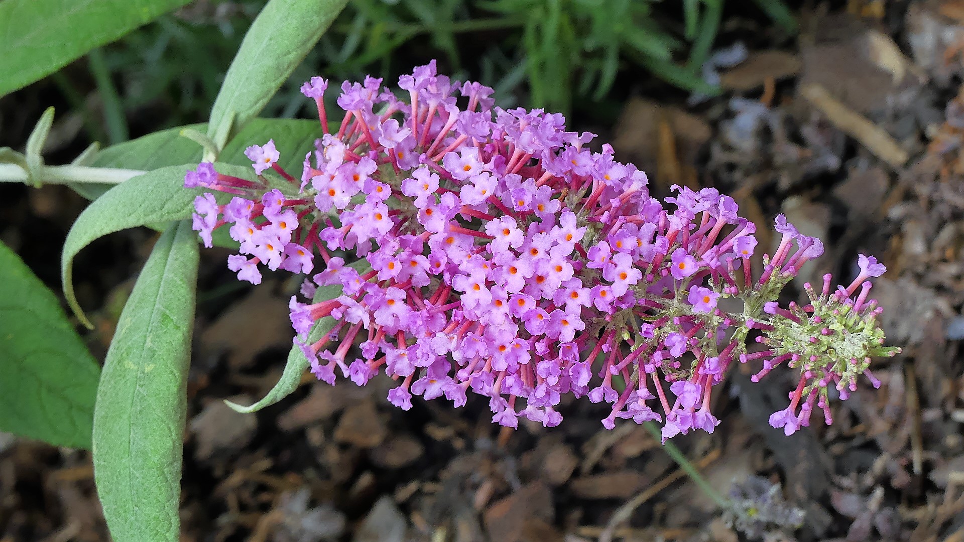 Sommerflieder