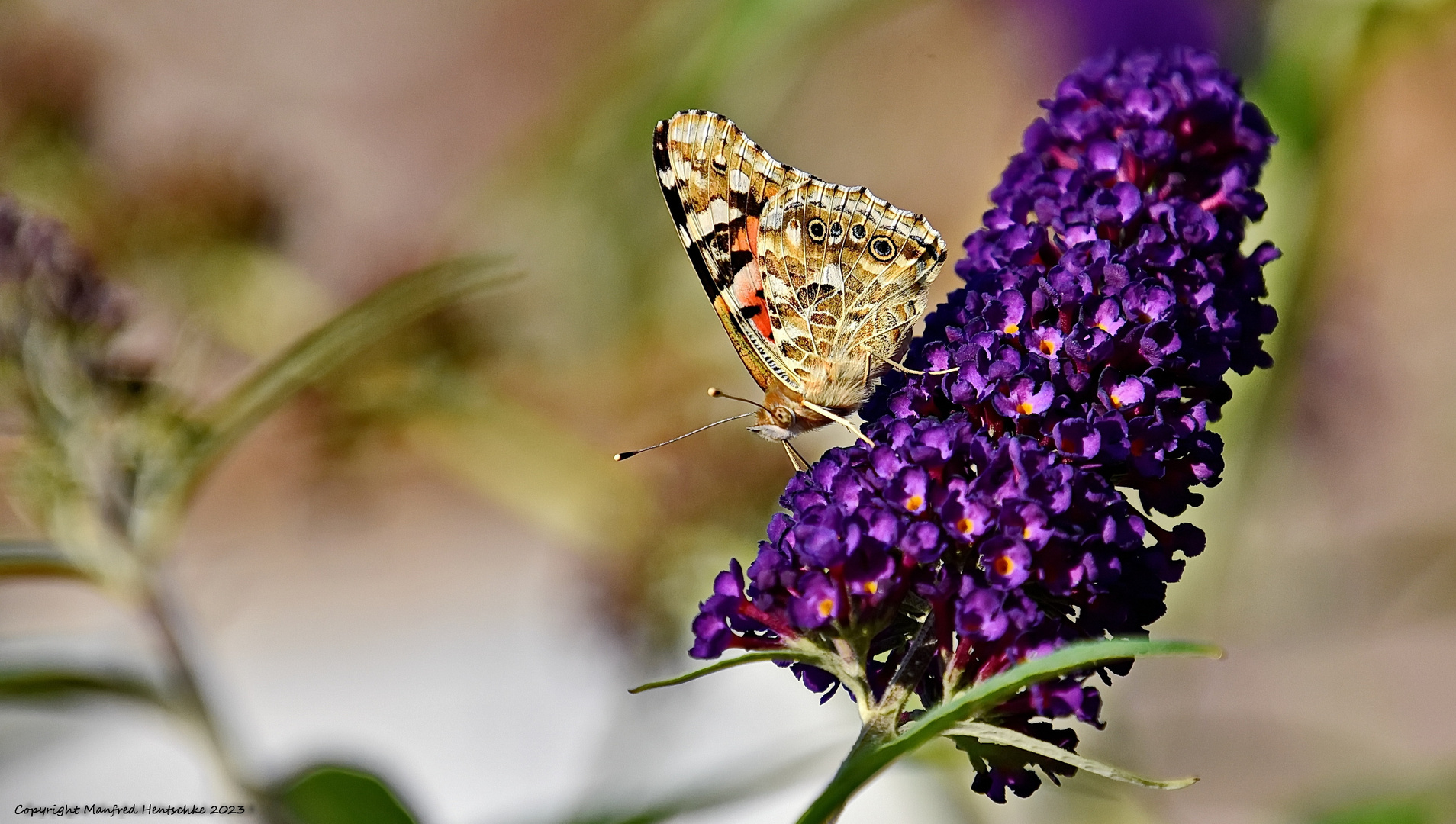 Sommerflieder 