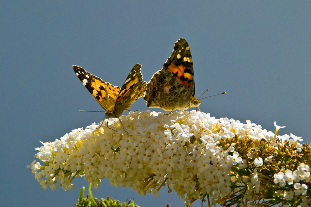 Sommerflieder als Treffpunkt