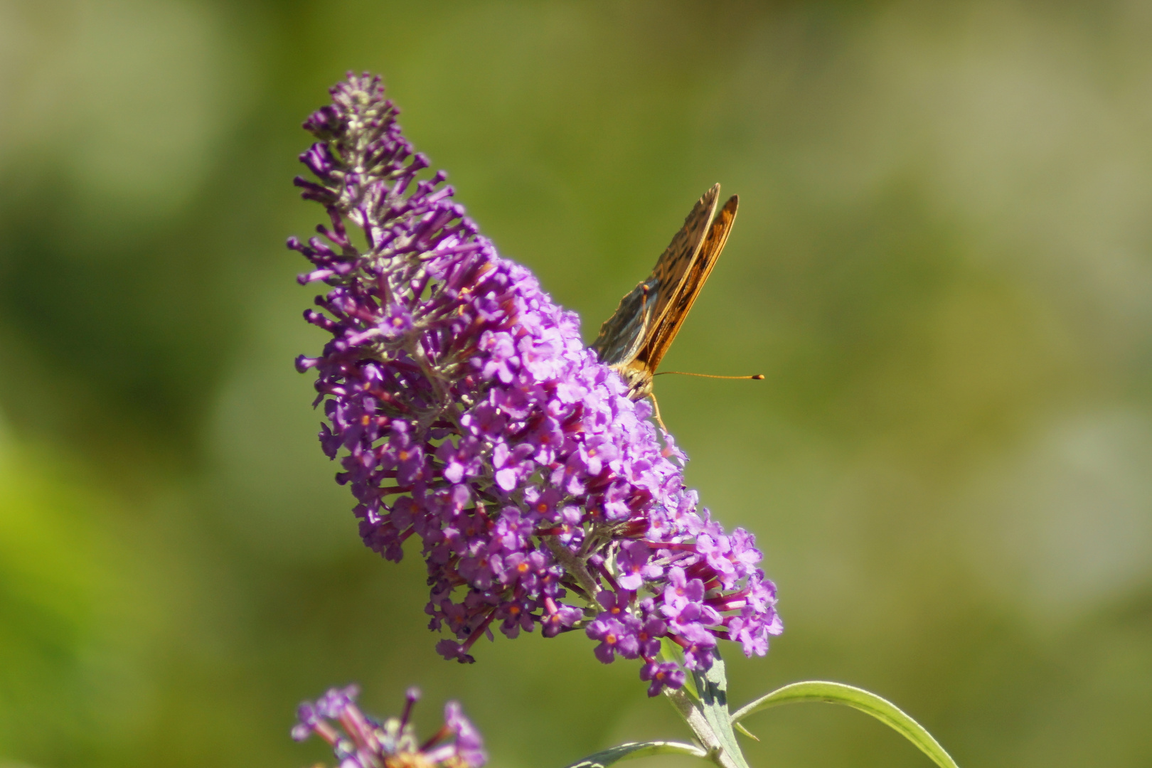 Sommerflieder