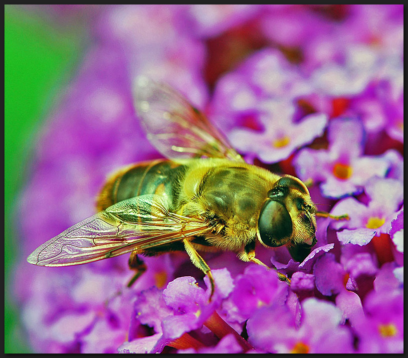 Sommerflieder bevorzugt