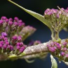 Sommerflieder (Buddleja)