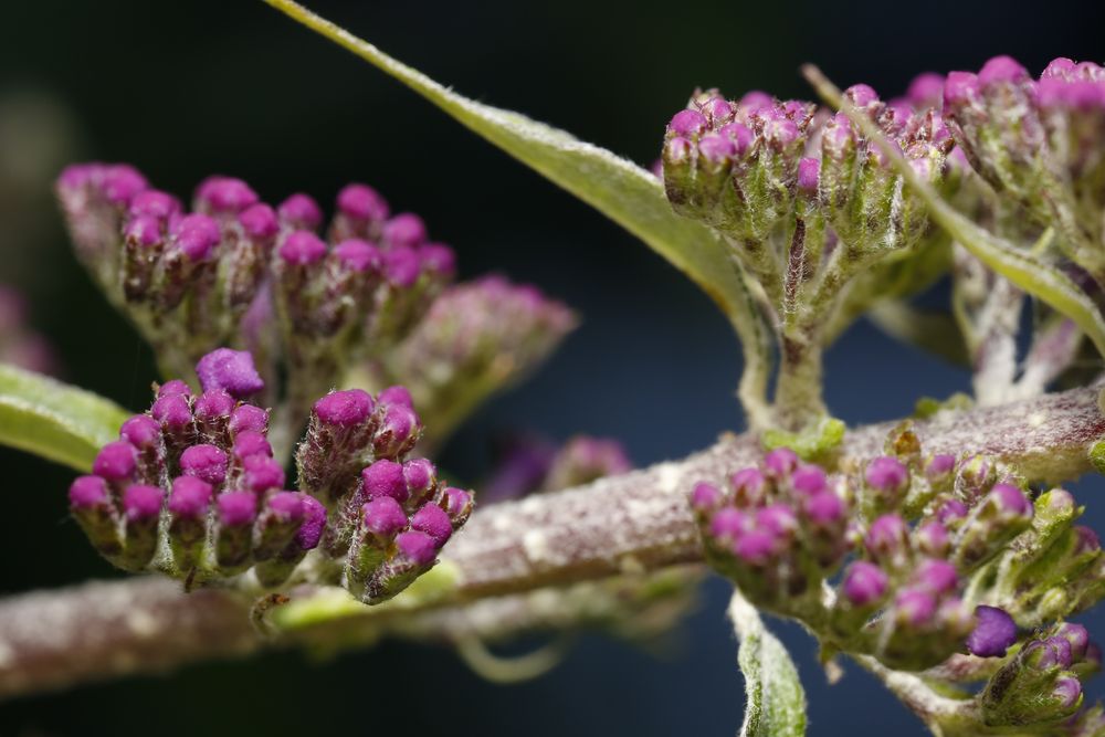 Sommerflieder (Buddleja)