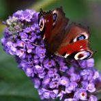 Sommerflieder (Buddleja) als Gastgeber