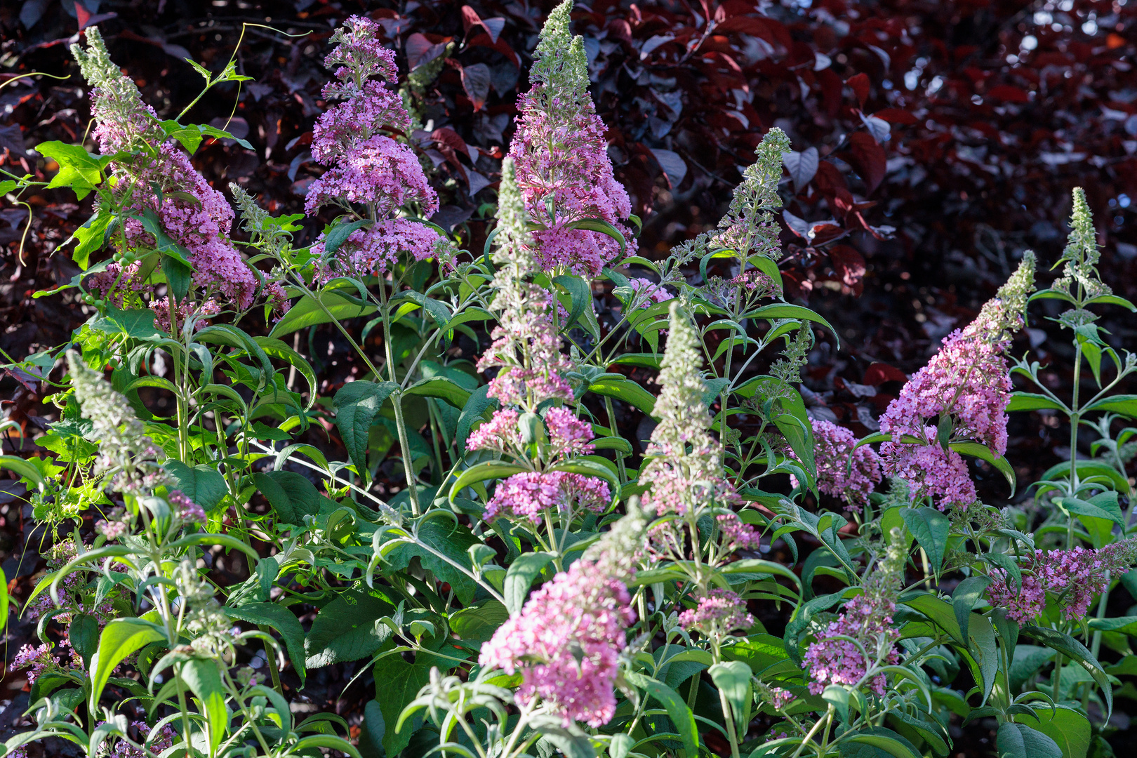 Sommerflieder (Buddleja davidii)