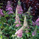 Sommerflieder (Buddleja davidii)