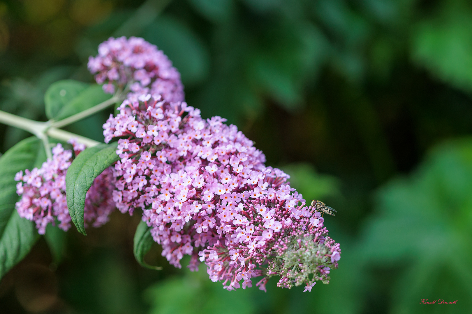 Sommerflieder (Buddleja davidii) Blüte