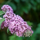 Sommerflieder (Buddleja davidii) Blüte