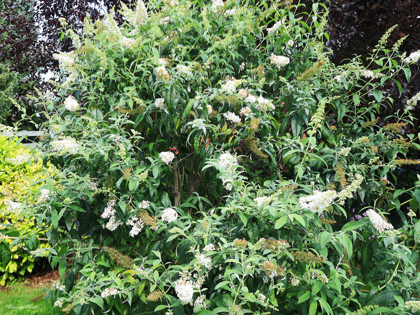 Sommerflieder (Buddleja davidii)