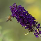 Sommerflieder (Buddleja)