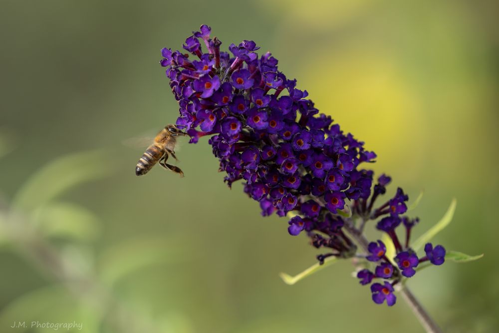 Sommerflieder (Buddleja)