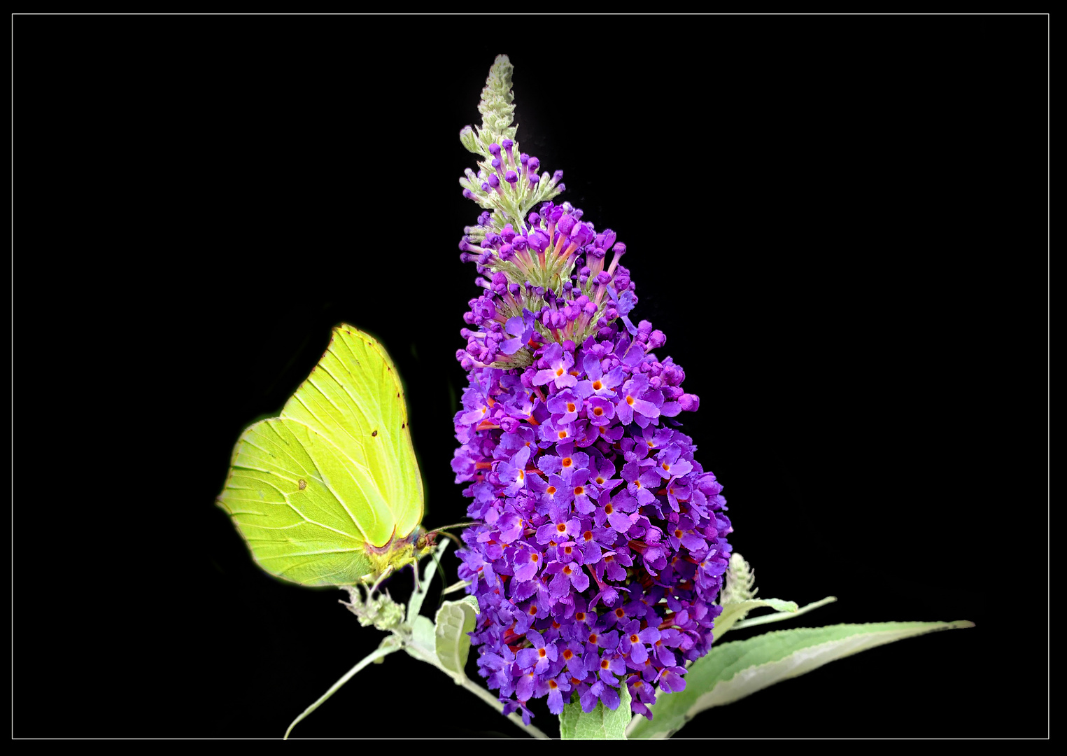 Sommerflieder (Buddleja) mit Zitronenfalter