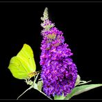 Sommerflieder (Buddleja) mit Zitronenfalter