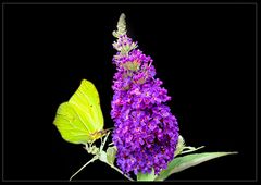 Sommerflieder (Buddleja) mit Zitronenfalter