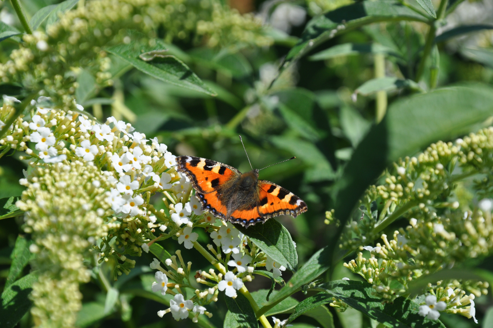 Sommerflieder