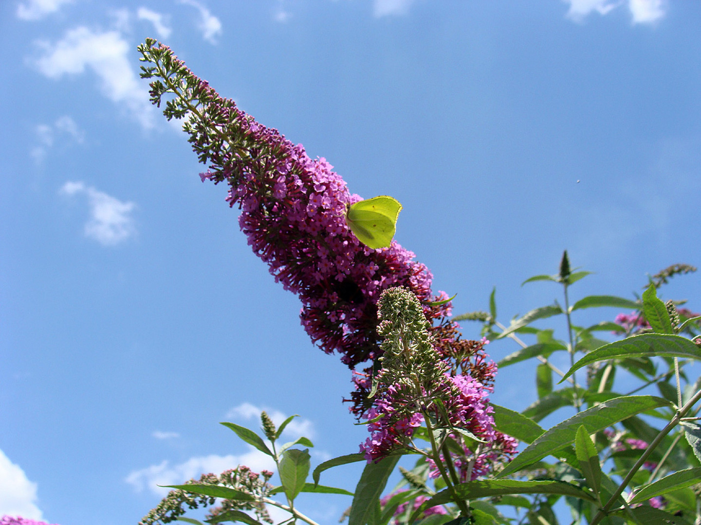 Sommerflieder-für-Mittwoch-