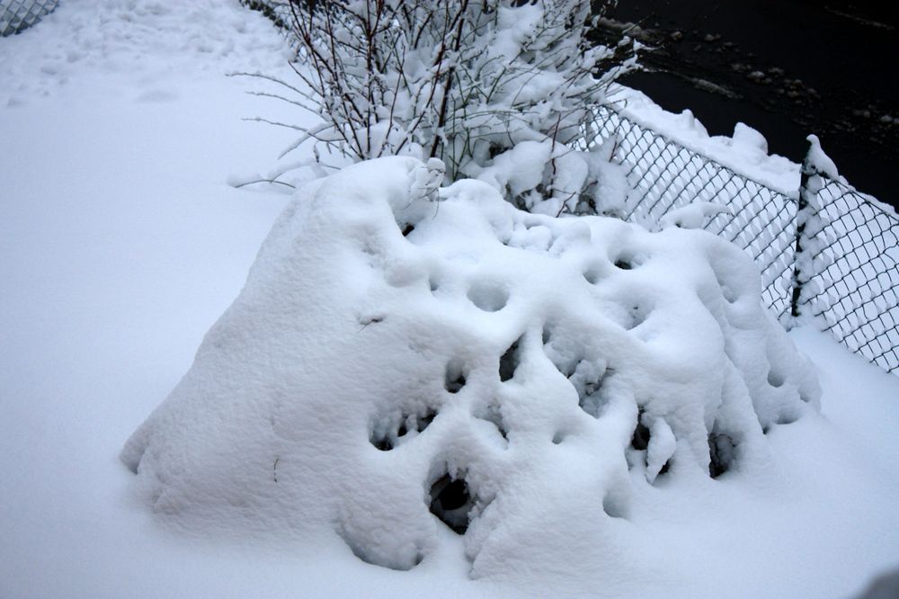 Sommerflieder im Schneemantel