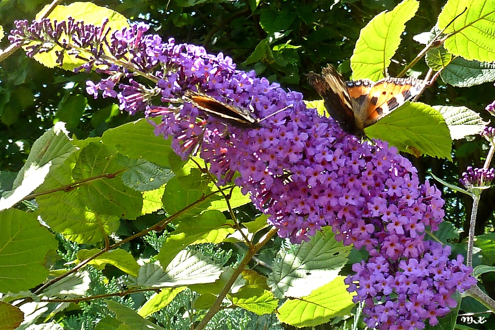 Sommerflieder mit 2 Besuchern