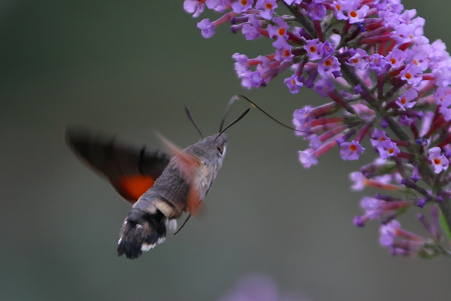 Sommerflieder mit Besucher