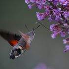 Sommerflieder mit Besucher