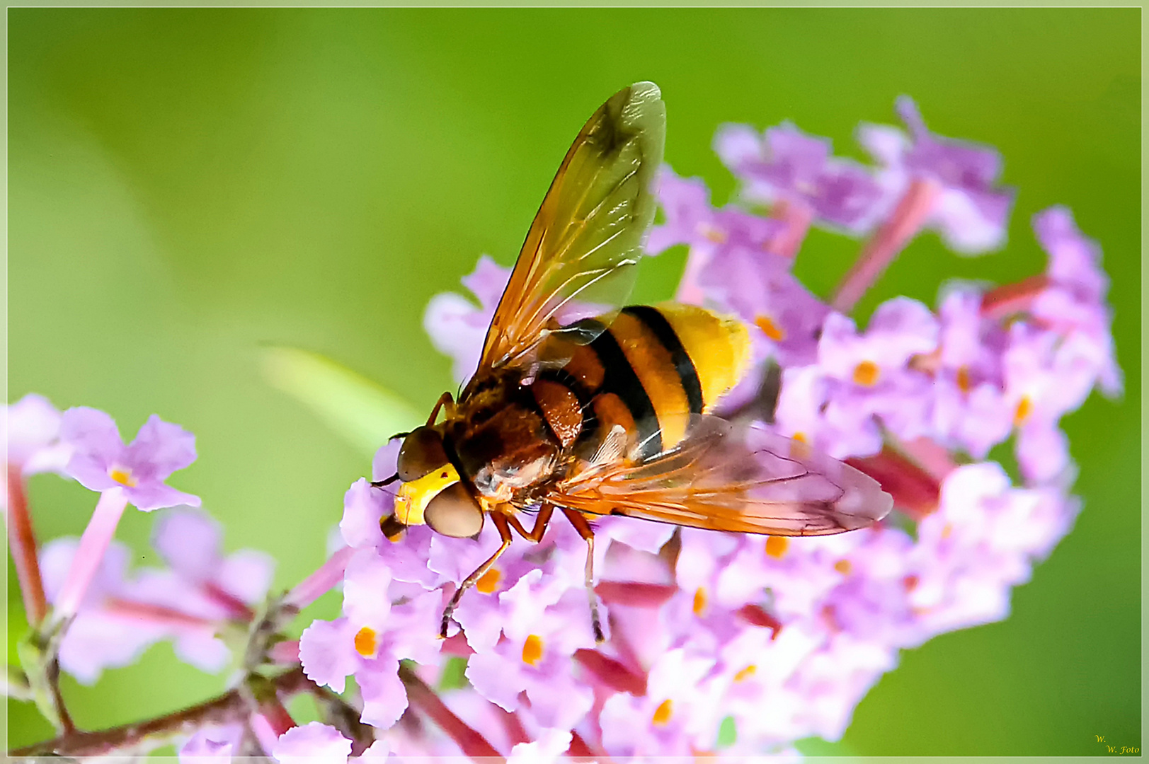 Sommerflieder mit Besucher