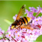 Sommerflieder mit Besucher