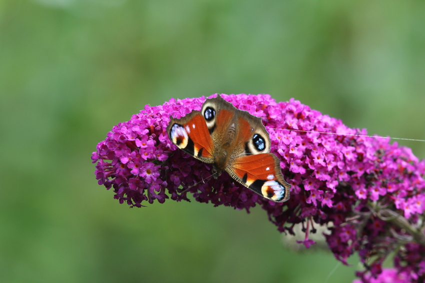 Sommerflieder mit Besucher ...